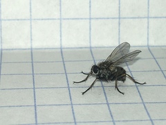 Coenosia
