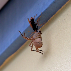 Neosparassus salacius