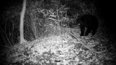 Ursus thibetanus japonicus