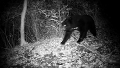 Ursus thibetanus japonicus