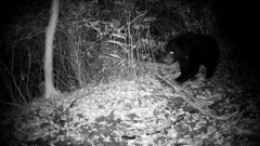 Ursus thibetanus japonicus