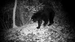 Ursus thibetanus japonicus