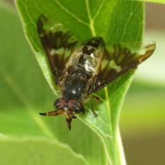 Chrysops pachycerus