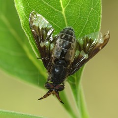 Chrysops pachycerus