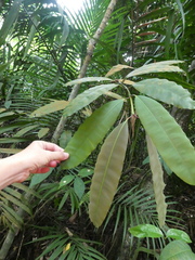 Calophyllum macrocarpum