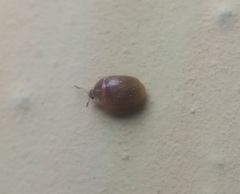 Corylophidae