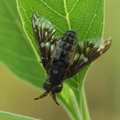 Chrysops pachycerus
