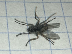 Coenosia