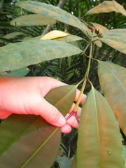Calophyllum macrocarpum