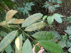 Calophyllum macrocarpum