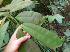 Calophyllum macrocarpum