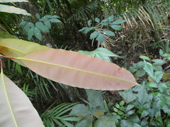 Calophyllum macrocarpum