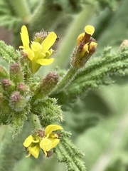 Erucastrum austroafricanum