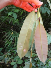 Calophyllum macrocarpum