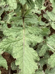 Erucastrum austroafricanum