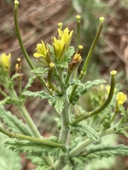 Erucastrum austroafricanum