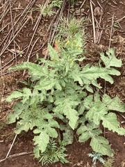 Erucastrum austroafricanum