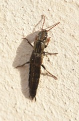 Pseudocypus