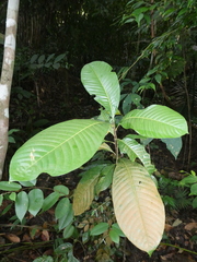Castanopsis lucida