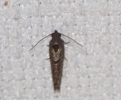 Glyphidoptera insignana