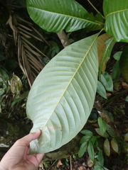 Castanopsis lucida