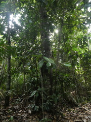 Castanopsis lucida