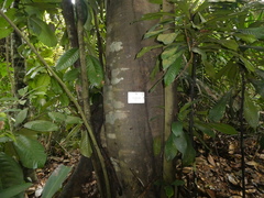 Castanopsis lucida