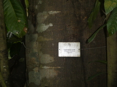 Castanopsis lucida