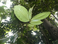 Castanopsis lucida