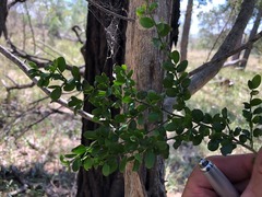 Everistia vacciniifolia vacciniifolia
