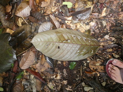 Castanopsis lucida