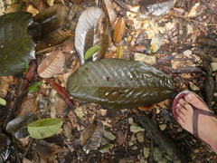 Castanopsis lucida