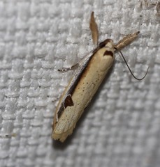 Compsotorna oligarchica