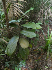 Castanopsis lucida
