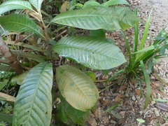 Castanopsis lucida