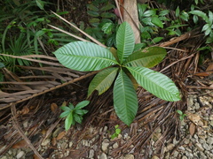 Castanopsis lucida