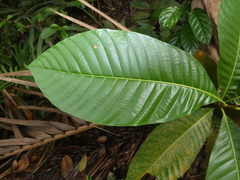 Castanopsis lucida