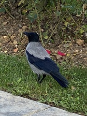 Corvus cornix