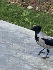 Corvus cornix