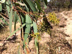 Eucalyptus siderophloia
