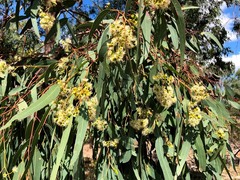 Eucalyptus siderophloia