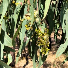 Eucalyptus siderophloia