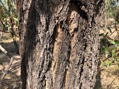 Eucalyptus siderophloia