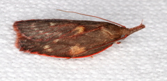 Enchocrates glaucopis