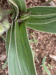 Hypoxis obtusa