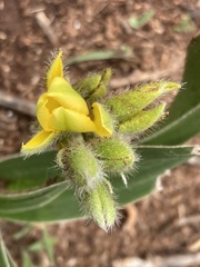 Hypoxis obtusa