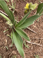 Hypoxis obtusa