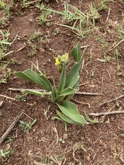 Hypoxis obtusa