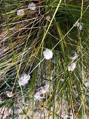 Lomandra leucocephala