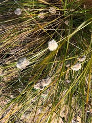 Lomandra leucocephala